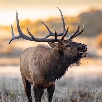 Elk with large antlers in a natural setting.