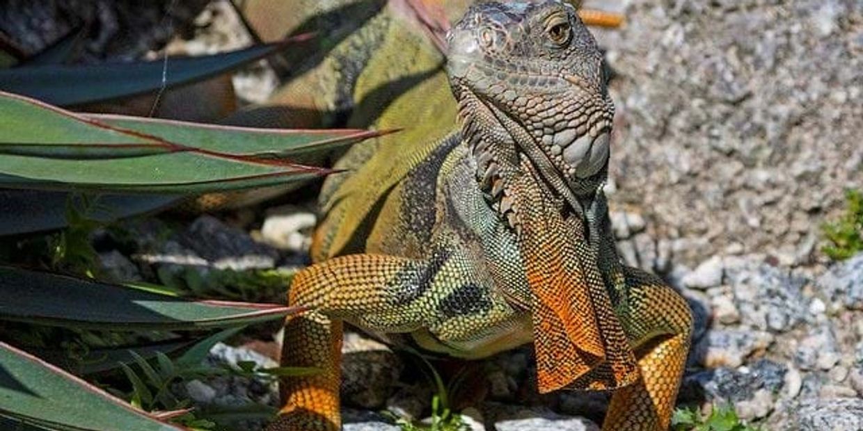 GREEN IGUANA 