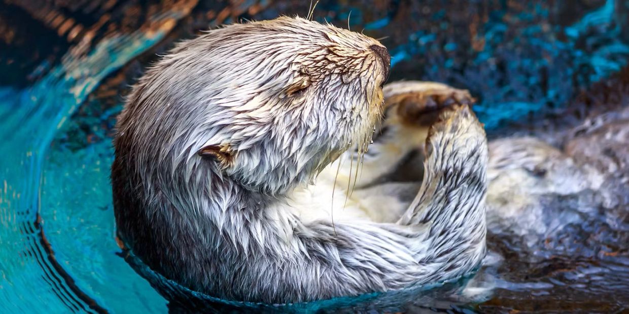 A wet otter floating calmly in blue water.