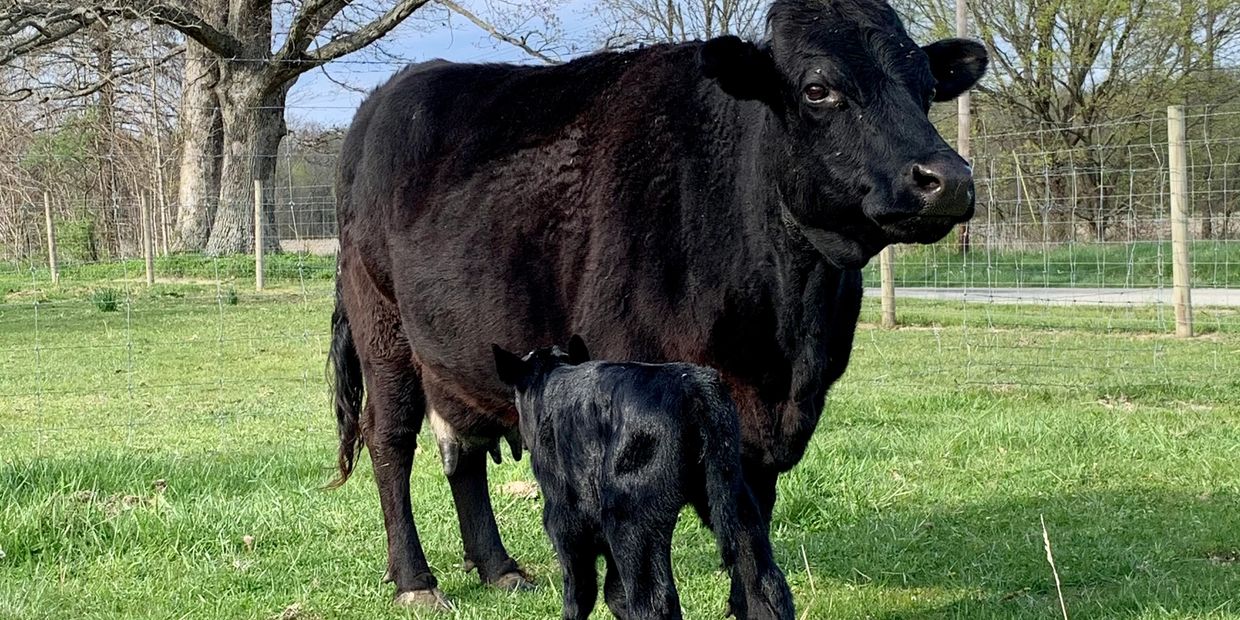 A 16 yr old cow with her heifer calf. Dexters are hardy, fertile & excellent mothers. 