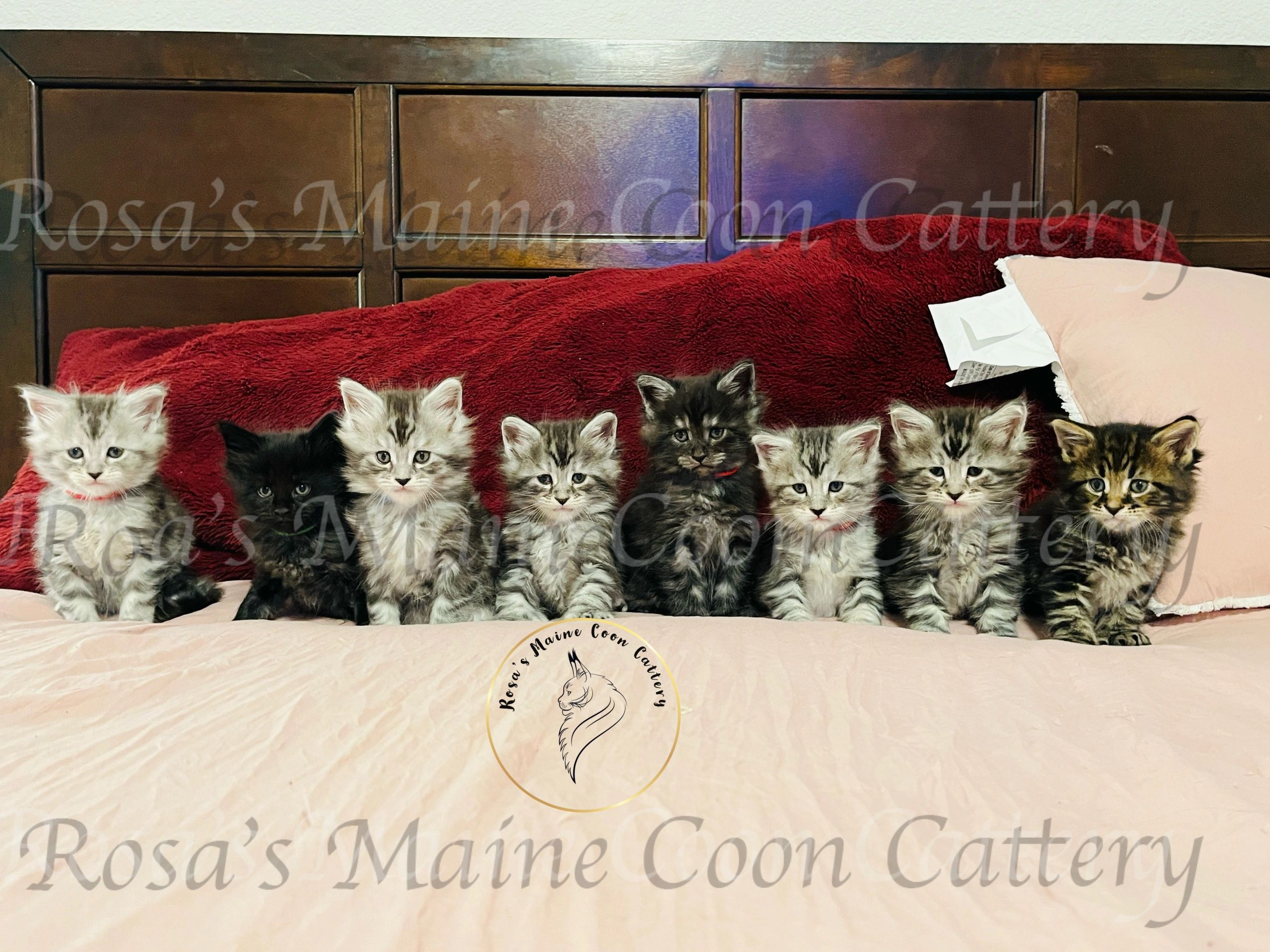 Maine Coons Kittens for Sale USA