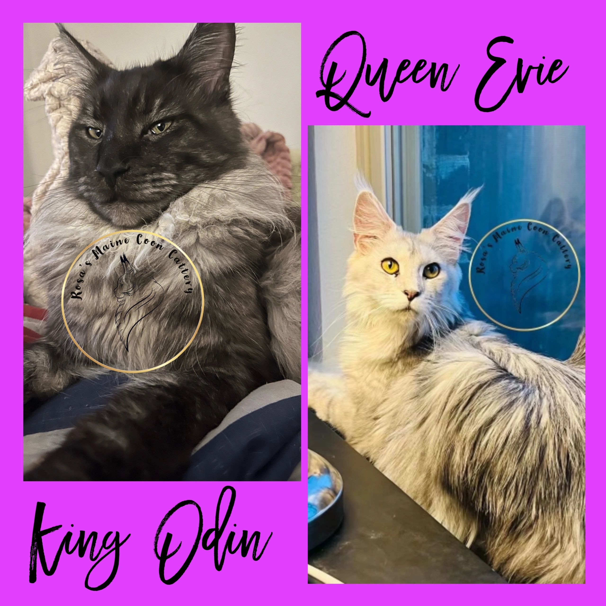 AVOIDING SCAMS | Rosa's Maine Coons