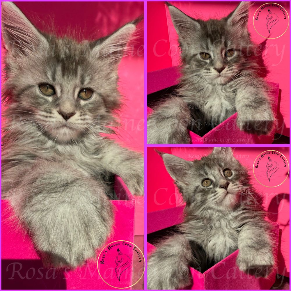 Majestic Silver Tabby Maine Coon Kitten in a bright pink box and background.  Rosas Maine Coons