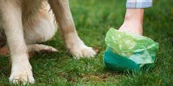 Person picking up dog waste with a bag on grass.