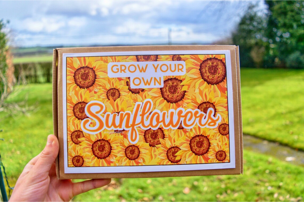 grow your own sunflowers sustainable present gift