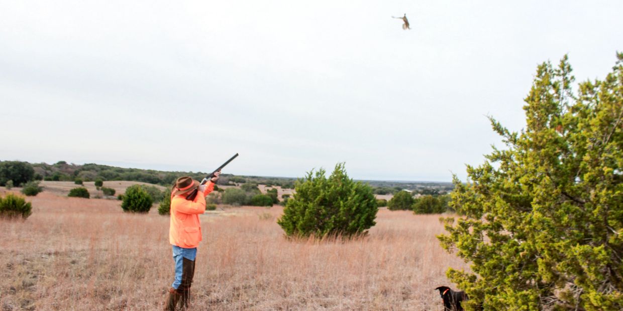 Texas Upland Game Bird Hunts Pompey Creek Ranch