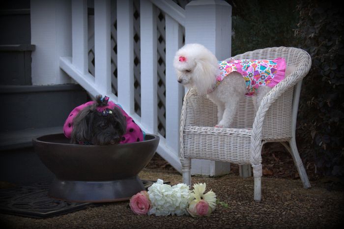 black dog and white dog in dresses on white wicker chair and in bowl in front of steps with flowers