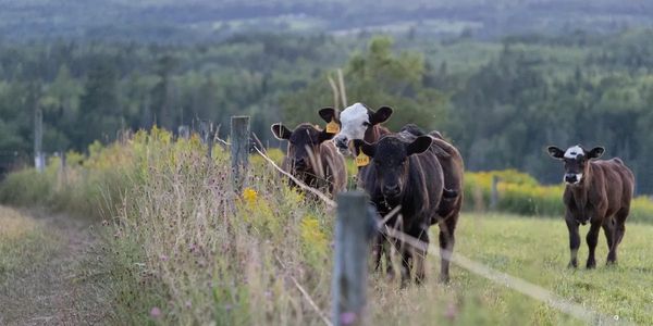A group of cows standing near a fence in a green field.