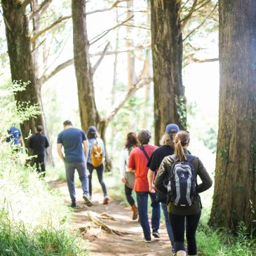 Group hiking on a forest trail.