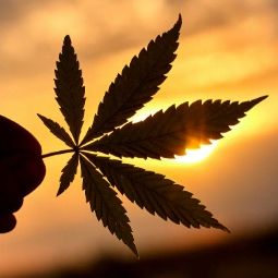Commercial Cannabis, Cannabis Licensing, Cannabis Laws, Cannabis Permitting, Cannabis Legal Help