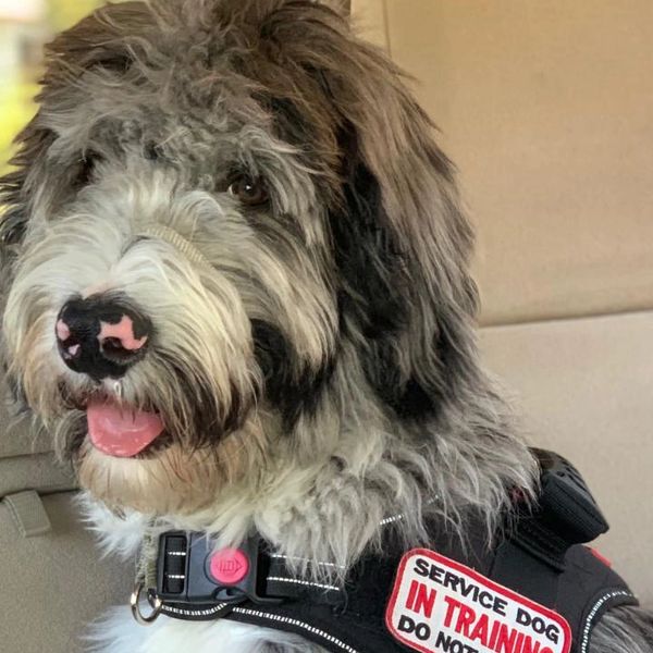 Fluffy service dog in training with a black harness.