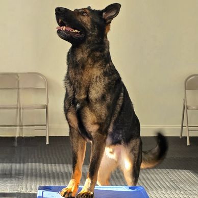 German Shepherd dog standing on a blue platform indoors.