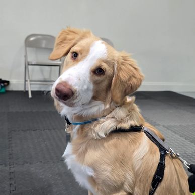 Curious golden and white dog indoors.
