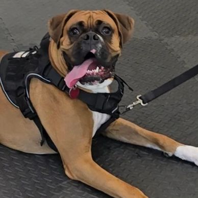 Happy boxer dog panting with tongue out while lying down.