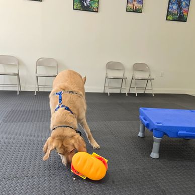 Dog playing with a toy in a room with chairs.