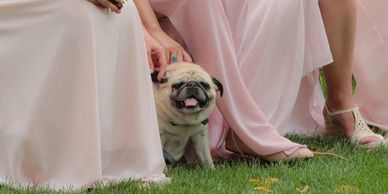 Bridesmaids in pink dresses holding bouquets with a happy pug sitting on grass.