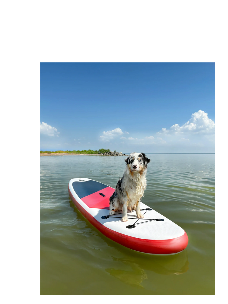 Wet dog sitting on a paddleboard in calm water under a clear sky.