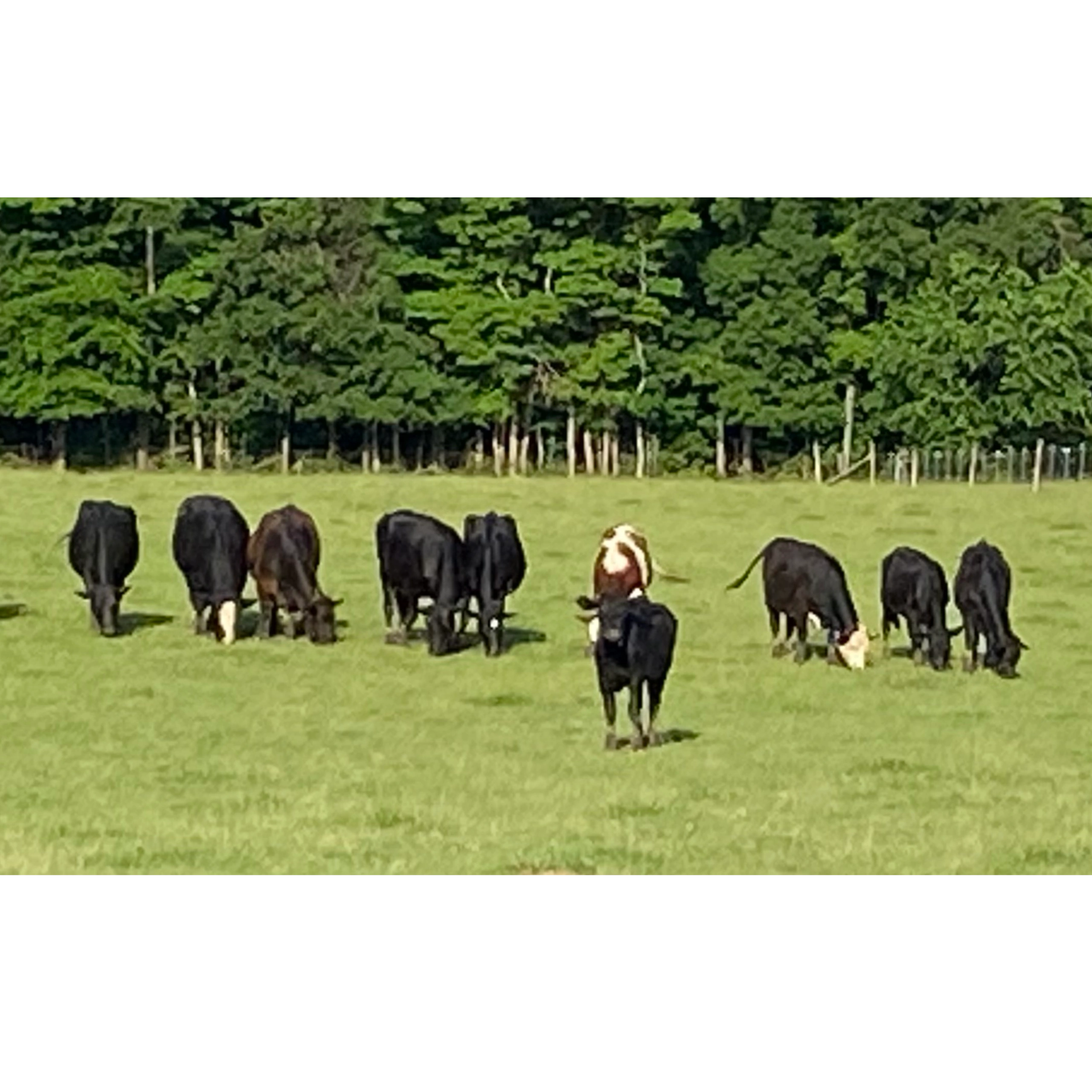 Sustainable Ranching for Premium Quality Beef