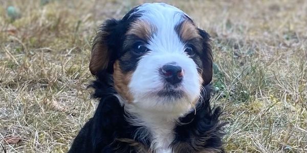 Pup