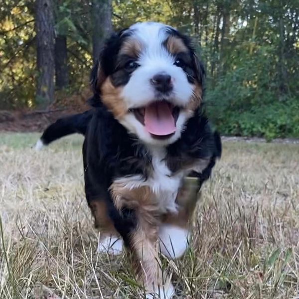 Pup