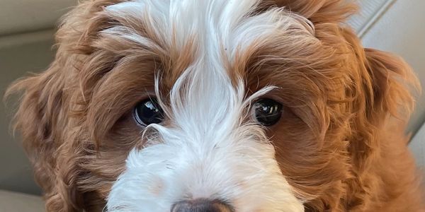Pup