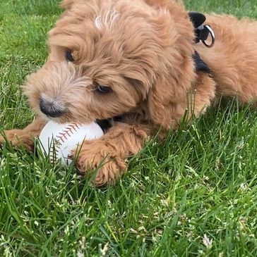 Pup
