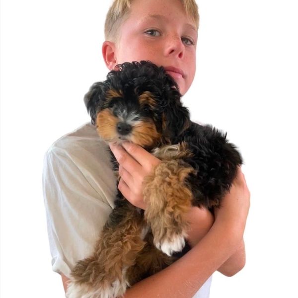 Person holding pup
