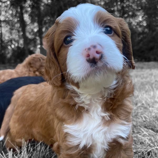 Pup
