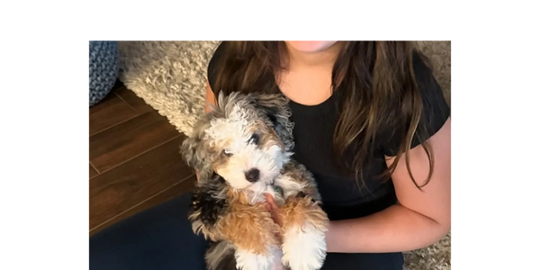 Person holding pup