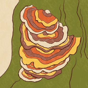 Turkey Tail Mushroom study