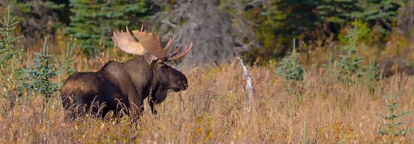 Bull moose in search of a mate