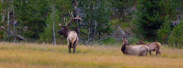 Elk in Jasper National Park