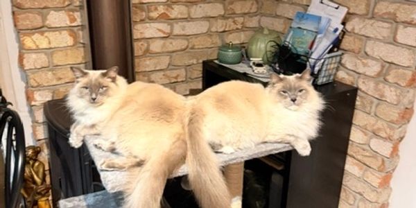 Ragdolls siblings