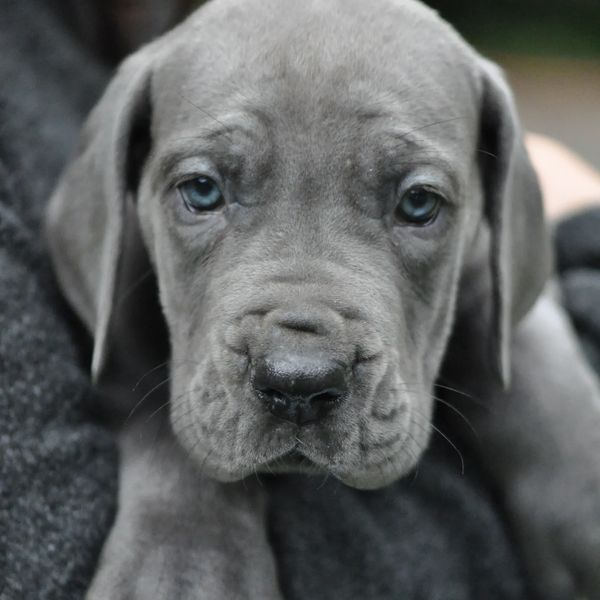 Close-up of a gray puppy with blue eyes resting on a dark fabric.