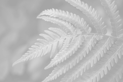 Close-up of a fern leaf in black and white.