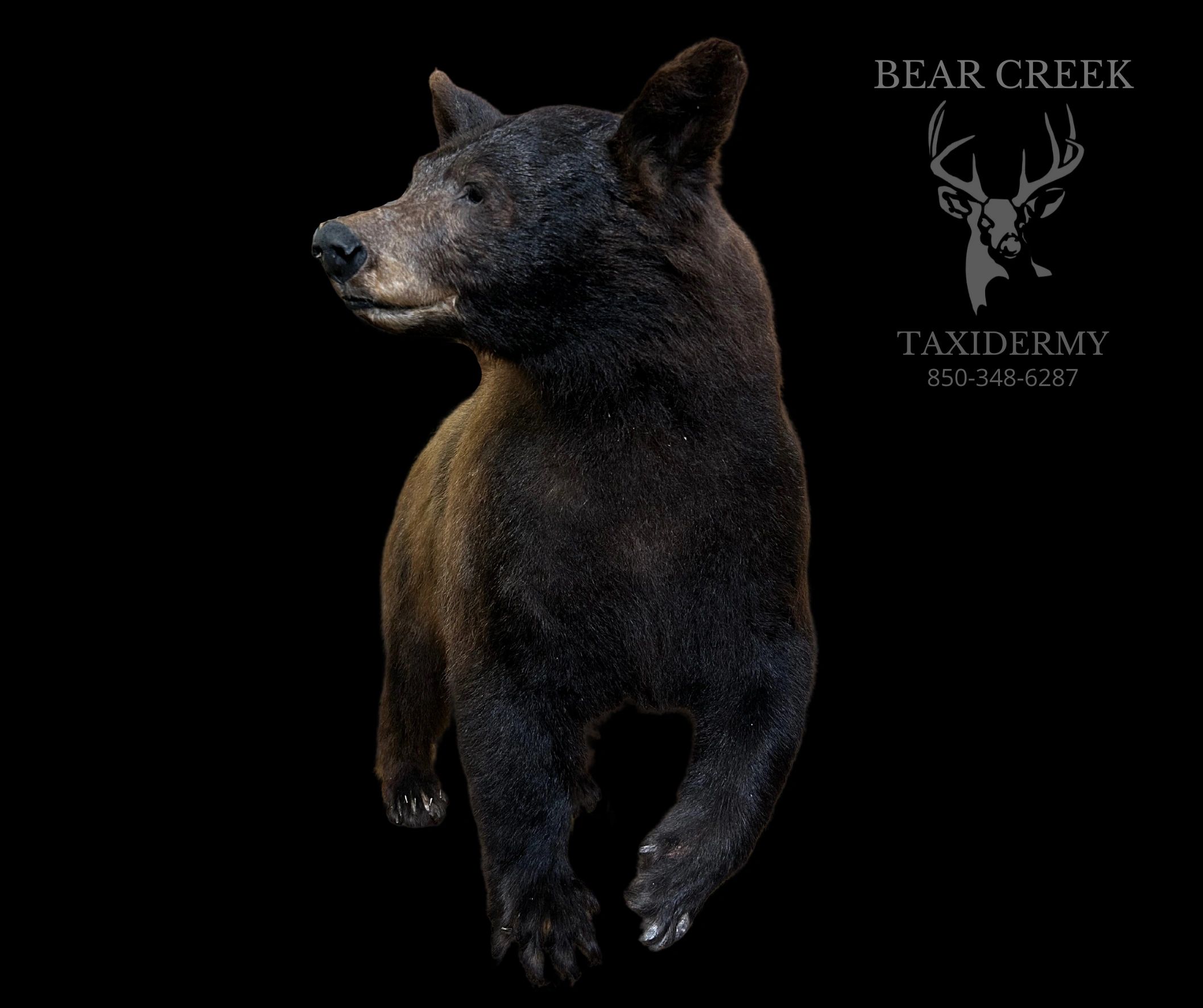 Bear Creek Taxidermy