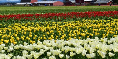 Skagit Valley tulips in April