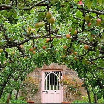 An beautiful example of espalier technique. 