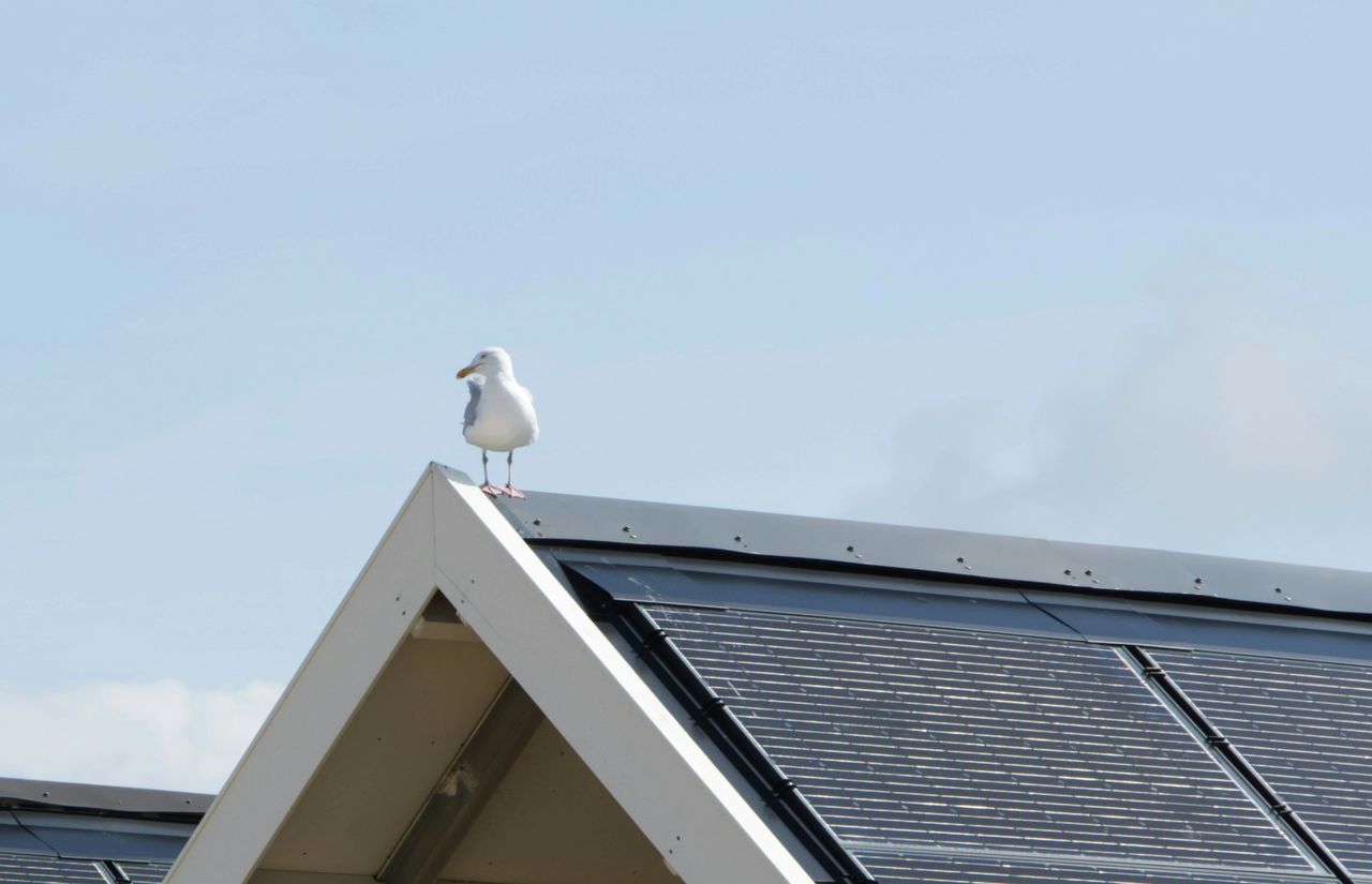 If you live in an area with a large bird population, you may need to clean your system on a more regular basis to remove bird droppings and debris If you live in an area with a large bird population, you may need to clean your system on a more regular basis to remove bird droppings and debris