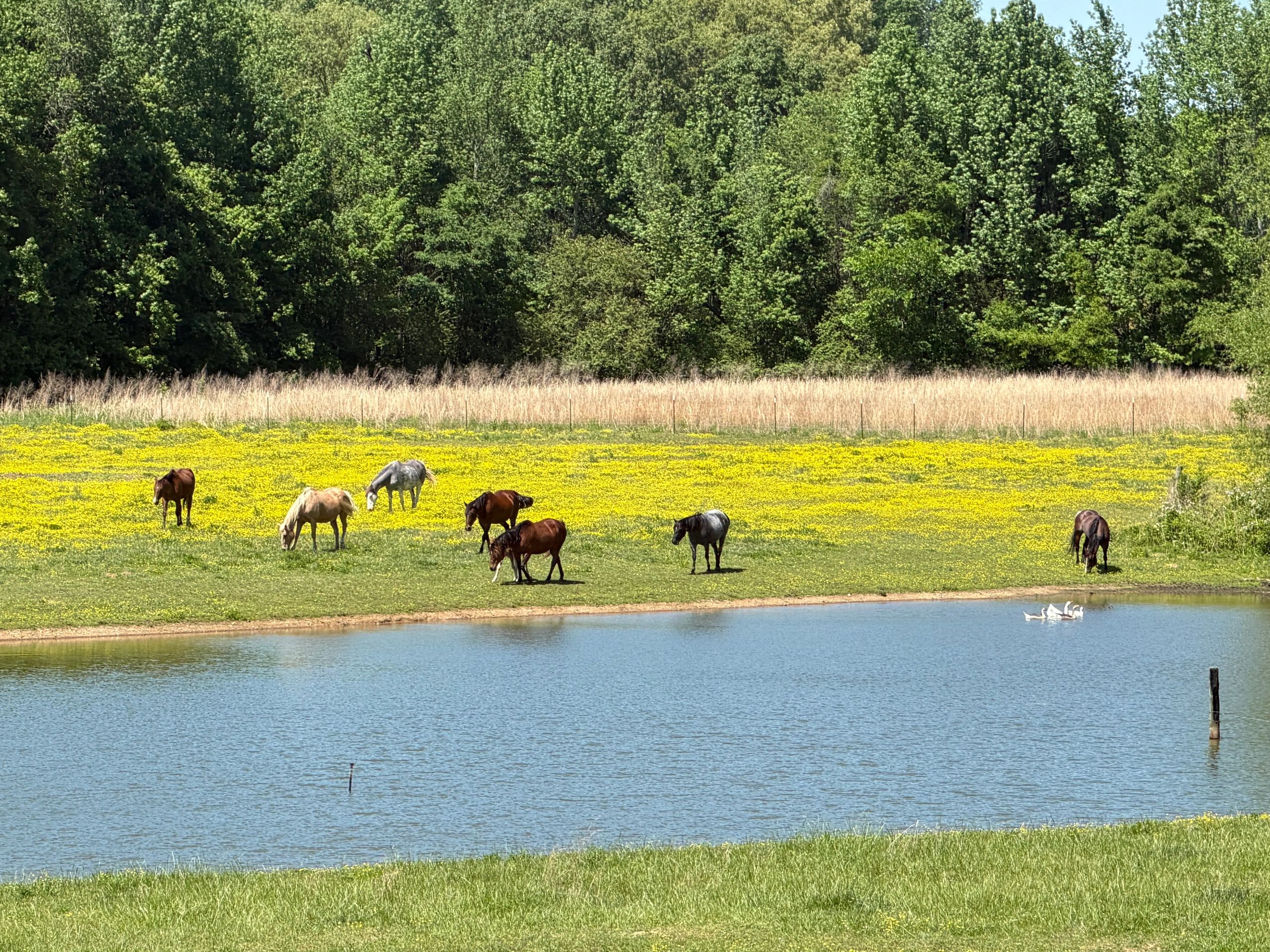Berryhill Farms