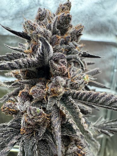 Close-up of a frosty cannabis bud with dark purple leaves and orange hairs.