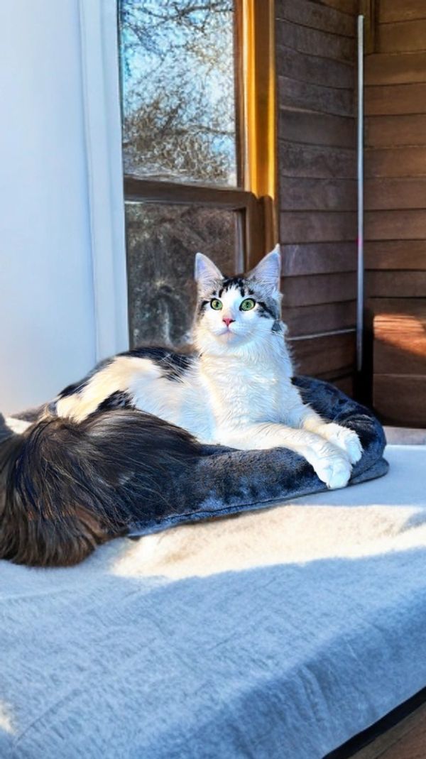 A white and black cat with bright green eyes lounging on a soft bed by the window.