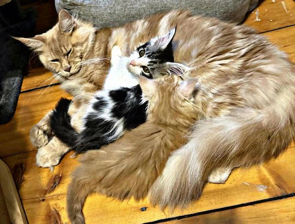A fluffy adult cat cuddling two kittens on a wooden floor.