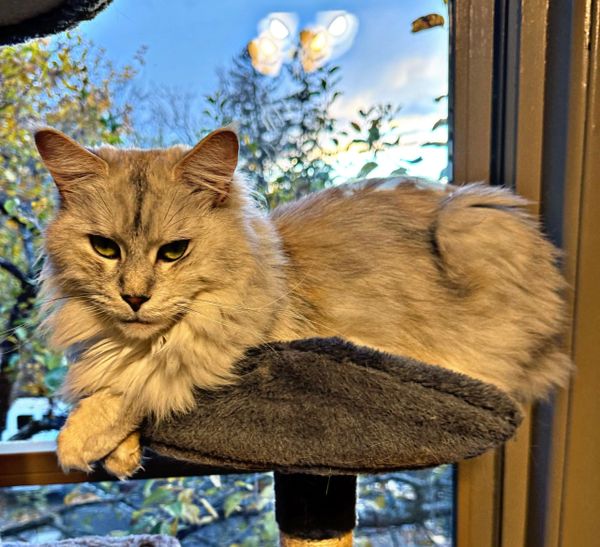 Fluffy cat lounging on a cozy perch by the window with a serene outdoor view.