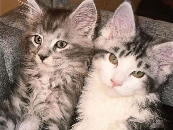 Two adorable fluffy kittens with expressive eyes cuddling together.
