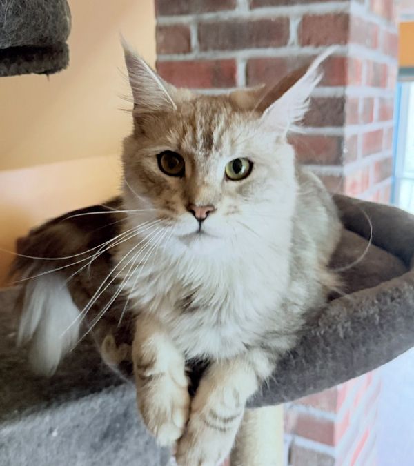 Close-up of a cat with heterochromia resting on a cat tree.
