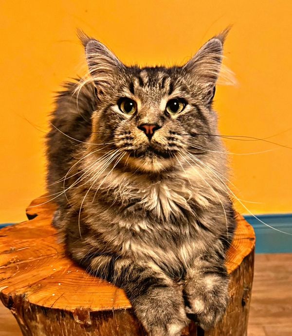 A fluffy tabby cat relaxing on a wooden stump against a bright yellow wall.