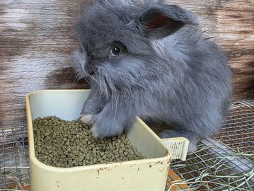 Fluffy grey rabbit with paw in food bowl.