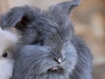 Fluffy gray bunny with a soft, furry coat and a white nose mark.
