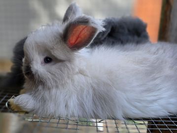 Fluffy white rabbit with large ears resting on wire mesh.
